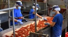 Per la campagna del pomodoro Conserve Italia assume 100 stagionali a Ravarino