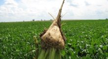 Barbabietola da zucchero, dalla Regione 1,5 milioni per gli agricoltori emiliano-romagnoli