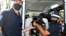 Pit, dalla Spagna a Modena, cane antidroga al servizio della Polizia Locale