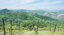 Nuovi vigneti in Emilia-Romagna, bando da oltre 13 milioni di euro per la campagna ’21-’22