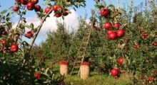 Agricoltura, gelate primaverili: prorogato il bando da 4,2 milioni di euro per prevenire i danni alle produzioni frutticole