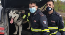 Cane sfugge alla proprietaria e corre in tangenziale, salvato dalla Polizia