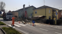 Novi, abbattuto un platano in via Don Minzoni