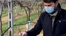Danni da gelate, compromessa gran parte della produzione frutticola e vitivinicola dell’Emilia-Romagna