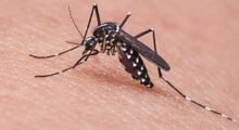 Zanzare, trattamenti larvicidi gratuiti in farmacia