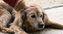 “Animali in città”, San Possidonio primeggia con, in media, due cani per ogni residente