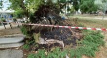 Vandali danno fuoco a un albero nel parco di Finale Emilia
