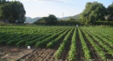 Agricoltura, bando della Regione per giovani agricoltori: accolte 406 domande