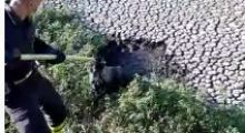 Cagnolino scivola in una vasca di liquami: salvato dai vigili del fuoco