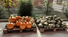 Bastiglia, Festa della Zucca all’orto contadino