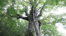 Alberi monumentali, settanta nuovi ingressi nell’elenco regionale