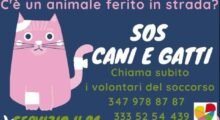 Volatili e colonie feline a Camposanto: alta l’attenzione di Amministrazione e volontari