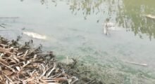 Gibertoni (Gruppo Misto): “La Regione dica quanti pesci sono morti nei canali dei Consorzi di bonifica del territorio”