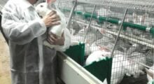 Erba medica nell’alimentazione dei conigli: l’asso nella manica che aumenta il benessere animale