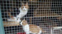 Gatte rinchiuse in gabbia da mesi: Oipa sequestra gli animali e denuncia il proprietario