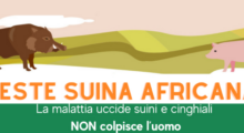 Peste suina africana, in Emilia-Romagna linea telefonica dedicata per le segnalazioni