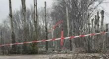 Abbattimento e capitozzature alberi a Finale Emilia, Osservatorio “Ora tocca a noi”: “Violata la legge”