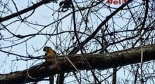 Pappagallo scappa da casa, recuperato su un albero dai Vigili del Fuoco