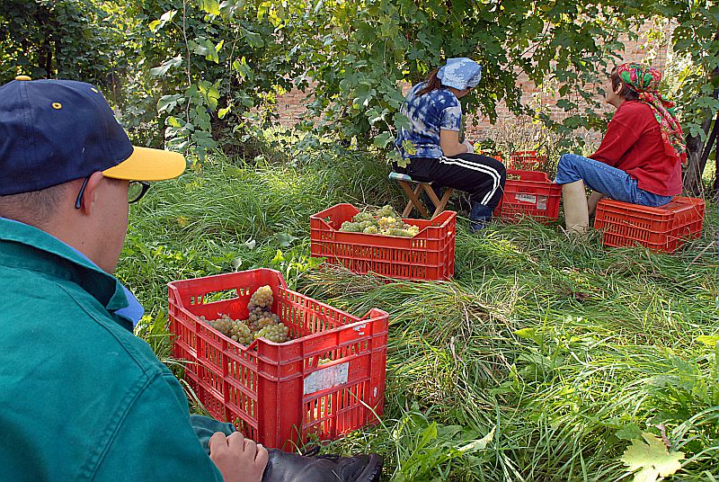 Caporalato E Sfruttamento Nei Campi: Scattano I Controlli Anche Nella ...