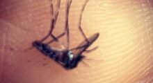 Nella lotta alla zanzara tigre arrivano i maschi sterilizzati