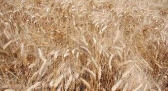 Syngenta, con InterraScan più produttività agricola e consumo d’acqua ridotto
