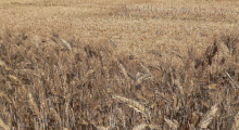 Siccità e caldo anomalo spingono al ribasso le stime di produzione del grano in Emilia-Romagna