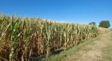 Pioggia di fondi per l’agricoltura dell’Emilia-Romagna: arriva un miliardo di euro