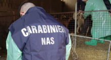 Sicurezza veterinaria: controlli a tappeto dei Nas di Parma. Oltre 7mila euro di sanzioni
