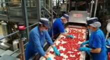 Campagna pomodoro, Conserve Italia assume 100 lavoratori stagionali nello stabilimento di Ravarino