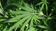 Tra le erbacce spunta una piantagione di marijuana: due 30enni nei guai a Poggio Rusco