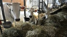 Casa, terreni e bovini all’asta: imprenditore agricolo di San Felice rischia la rovina per un piccolo debito