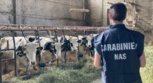 Nas Parma. Sanzionato un allevamento irregolare: sequestrati oltre 1.000 bovini