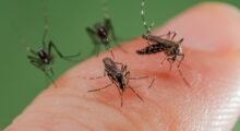 Lotta alle zanzare, in Emilia-Romagna pronto il Piano regionale arbovirosi 2024