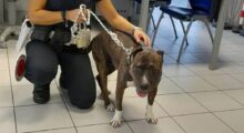 American staffordshire terrier trovato dalla polizia locale