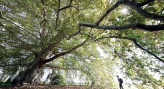 Meraviglie dell’albero platano: la sua bellezza e utilità