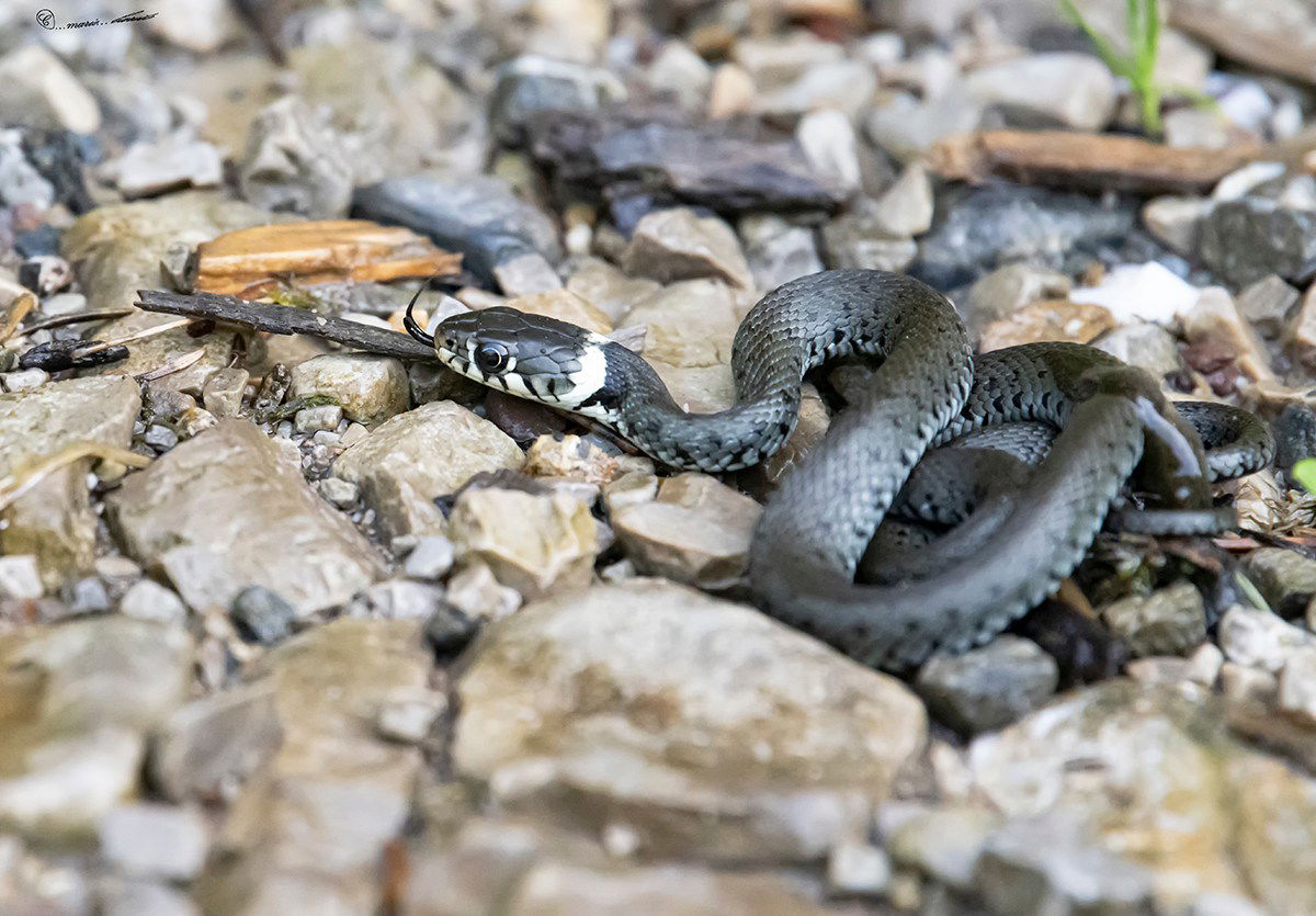 Nel modenese sette specie di serpenti: i consigli del Servizio veterinario  per distinguerli e valutarne la pericolosità - SulPanaro | News