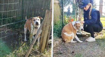 Rinchiuso in un recinto senza potere mai uscire, cane disabile sequestrato a Modena