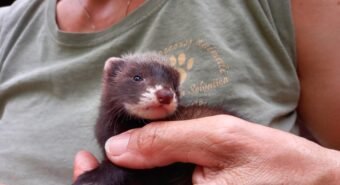 Il Centro fauna selvatica “Il Pettirosso” cerca nuovi volontari per salvare gli animali in difficoltà