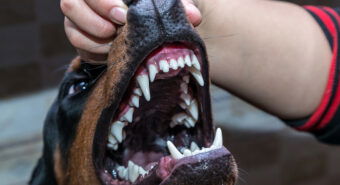 Aggredita in auto da un dobermann, parla il proprietario: “In quella macchina c’erano due cagnolini”